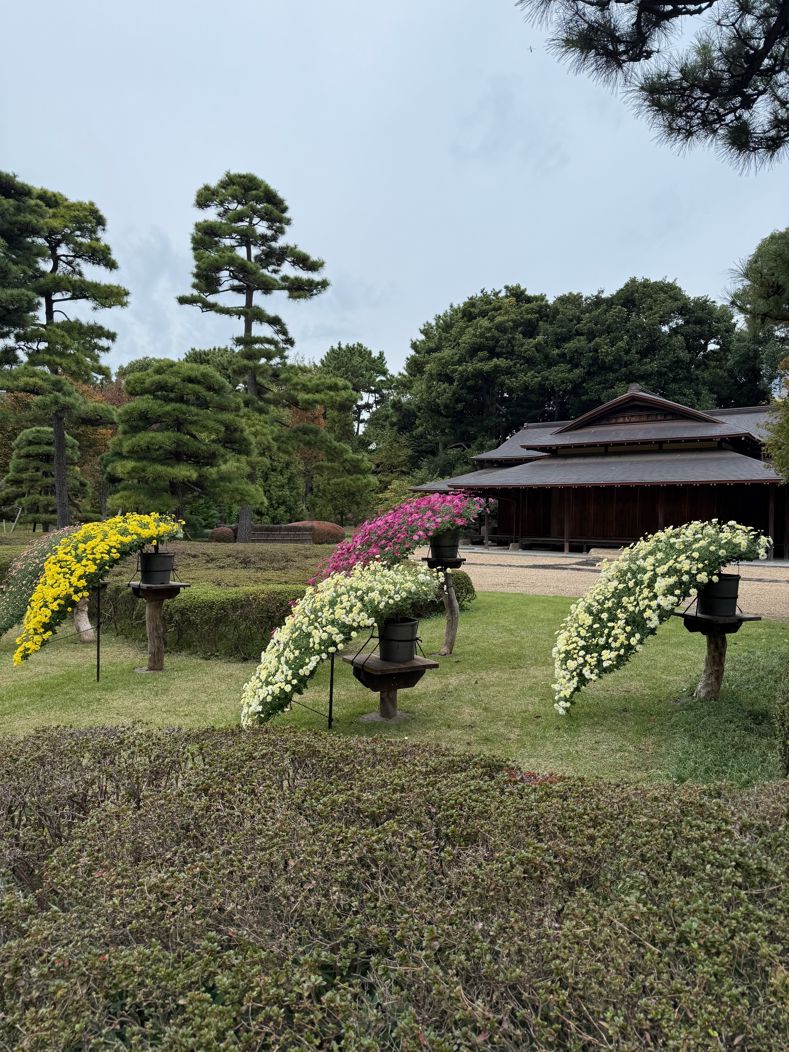 Chrysanthemums in the Imperial Palace